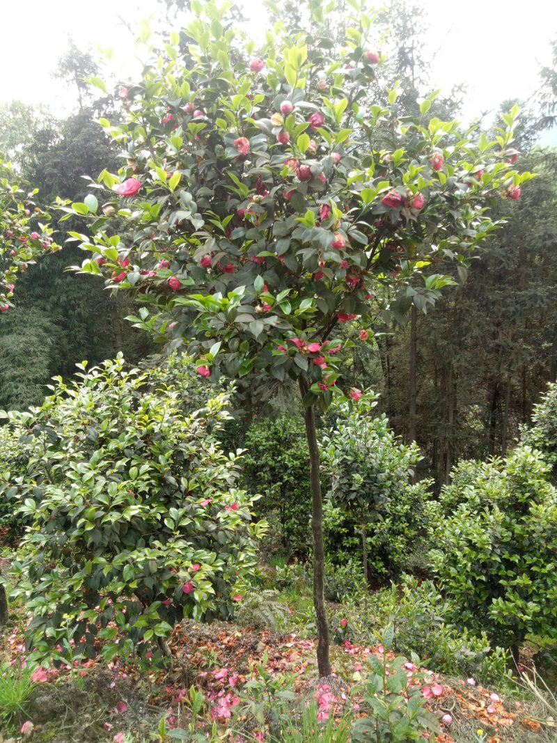 【荐】茶花高分枝茶花十八学仕四级茶花高杆茶花基地直发