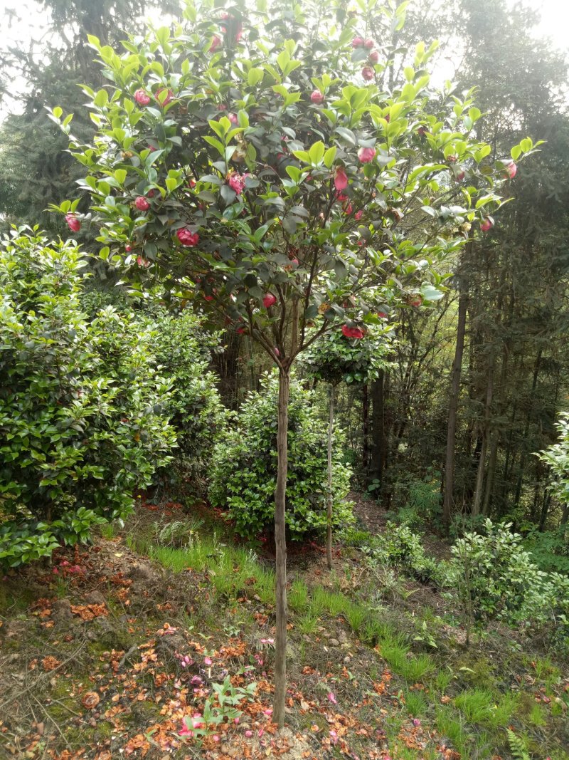 【荐】茶花高分枝茶花十八学仕四级茶花高杆茶花基地直发