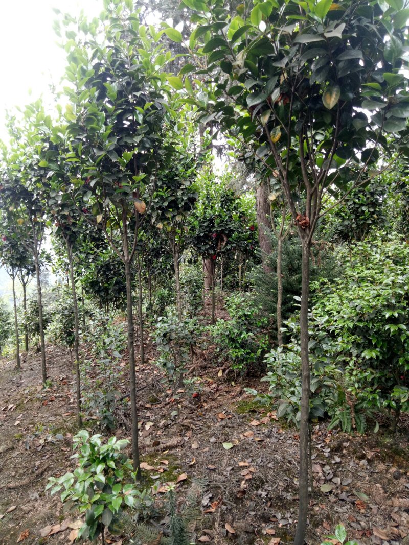 【荐】茶花高分枝茶花十八学仕四级茶花高杆茶花基地直发