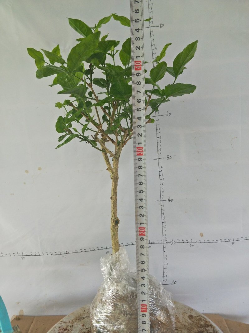 茉莉精品独杆,广西南宁横行基地直销批发零售。