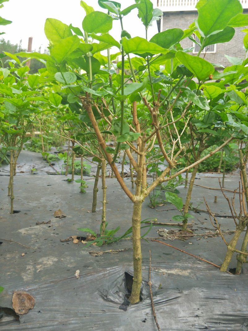茉莉精品独杆,广西南宁横行基地直销批发零售。