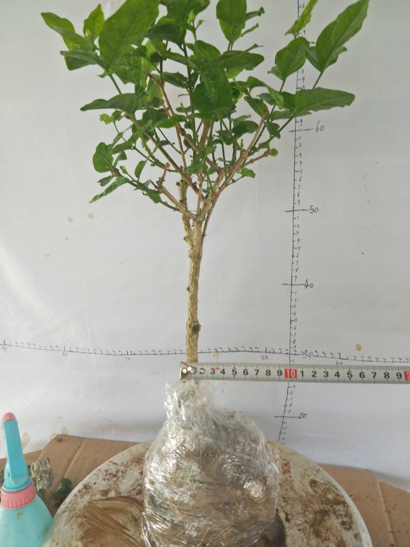 茉莉精品独杆,广西南宁横行基地直销批发零售。