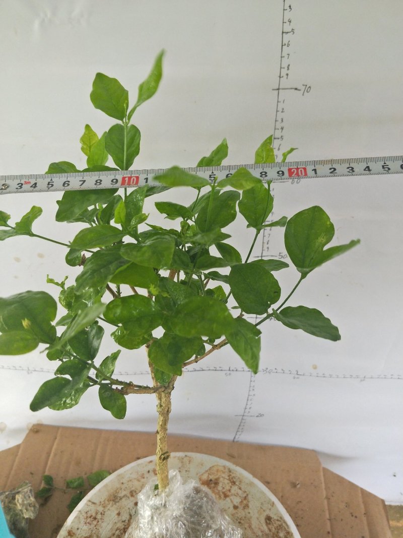 茉莉精品独杆,广西南宁横行基地直销批发零售。