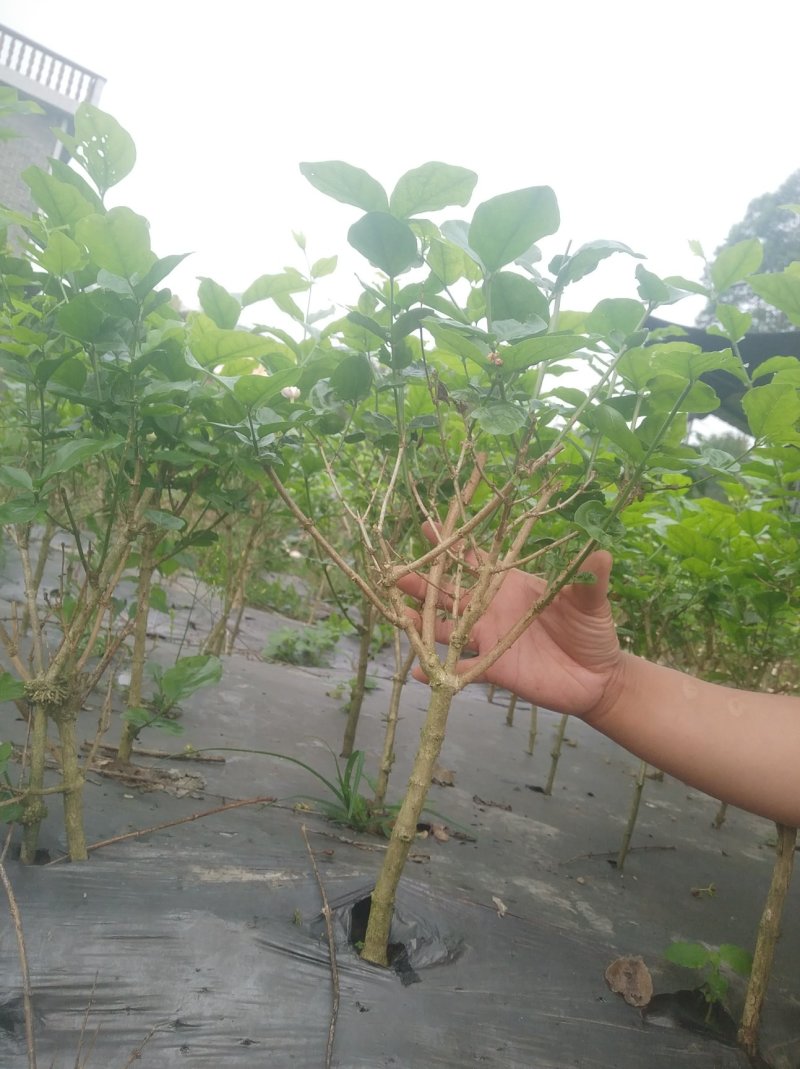 茉莉精品独杆,广西南宁横行基地直销批发零售。
