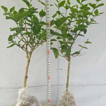 茉莉精品独杆,广西南宁横行基地直销批发零售。