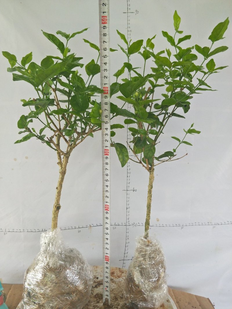 茉莉精品独杆,广西南宁横行基地直销批发零售。