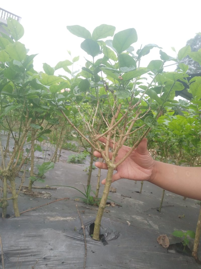 茉莉精品独杆,广西南宁横行基地直销批发零售。