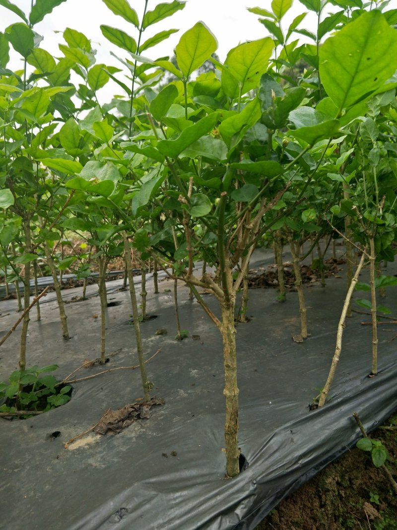 茉莉精品独杆,广西南宁横行基地直销批发零售。