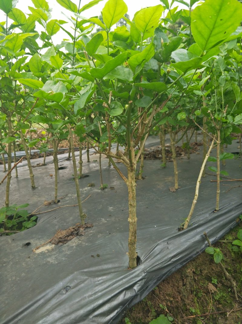 茉莉精品独杆,广西南宁横行基地直销批发零售。