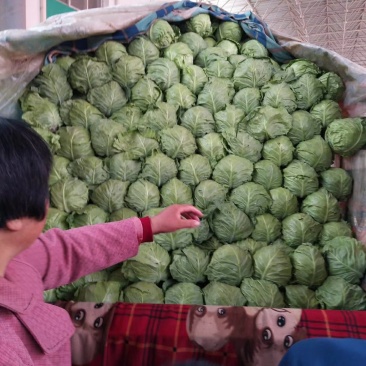 绿甘蓝
