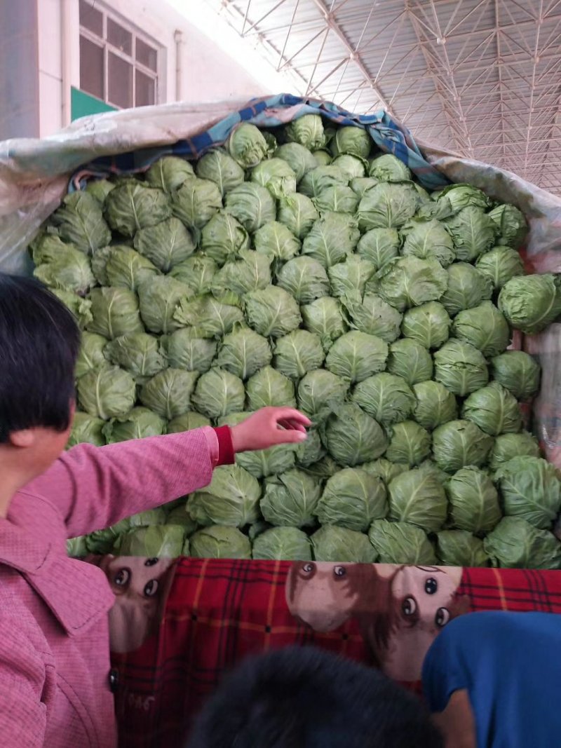 绿甘蓝
