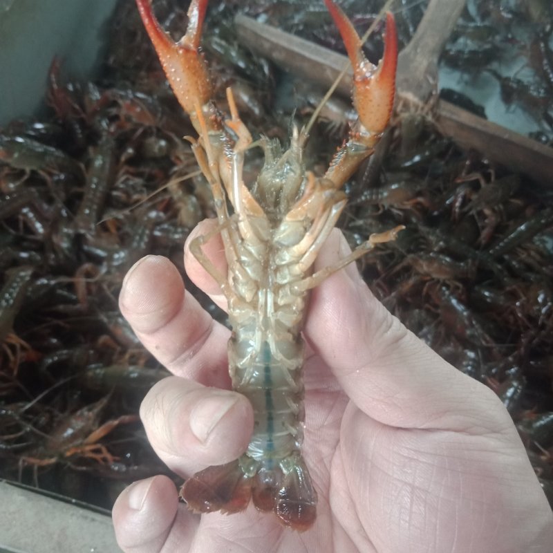 小龙虾实力供应塘口货