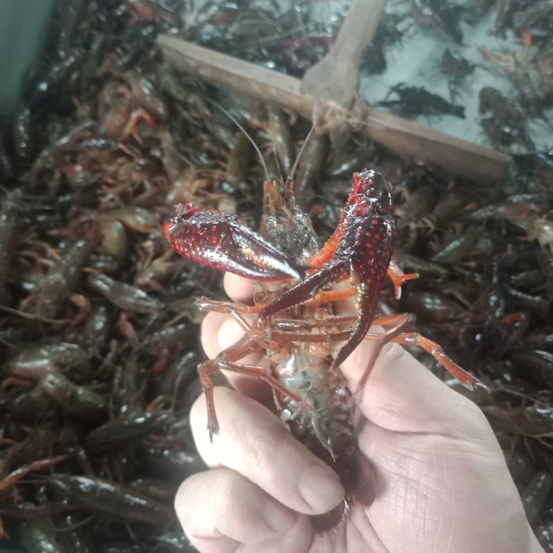 小龙虾实力供应塘口货