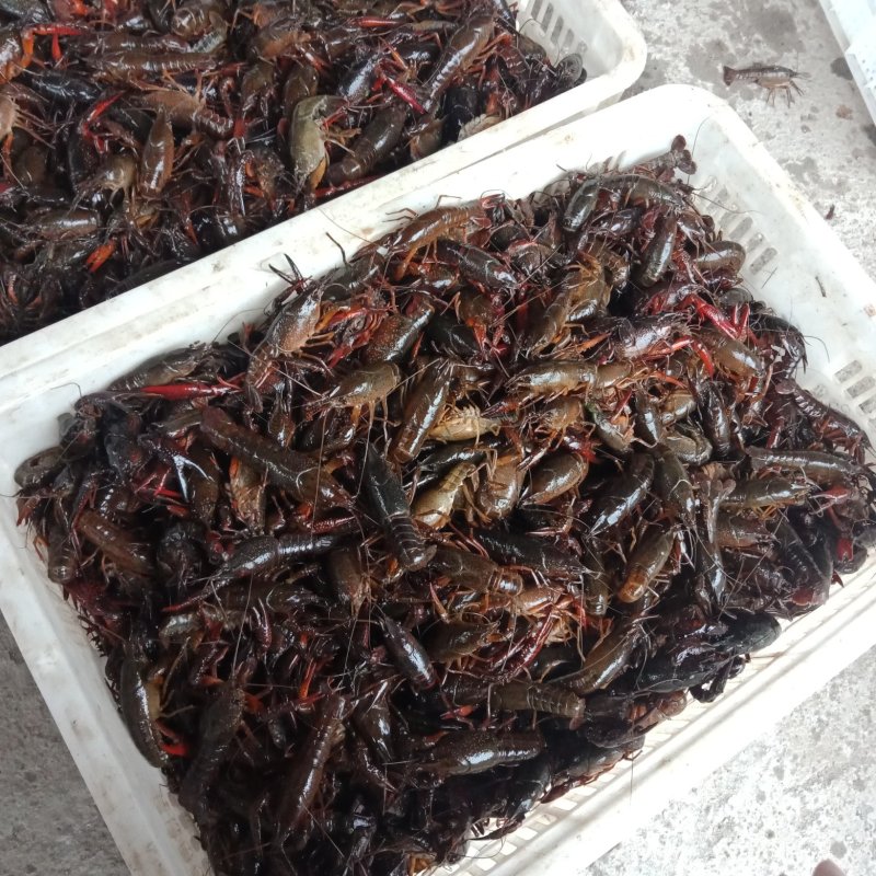 小龙虾实力供应塘口货