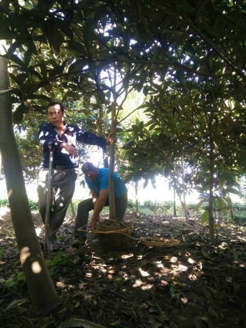 常年批发供应枇杷树价格优惠，沭阳枇杷树基地大量现货待售
