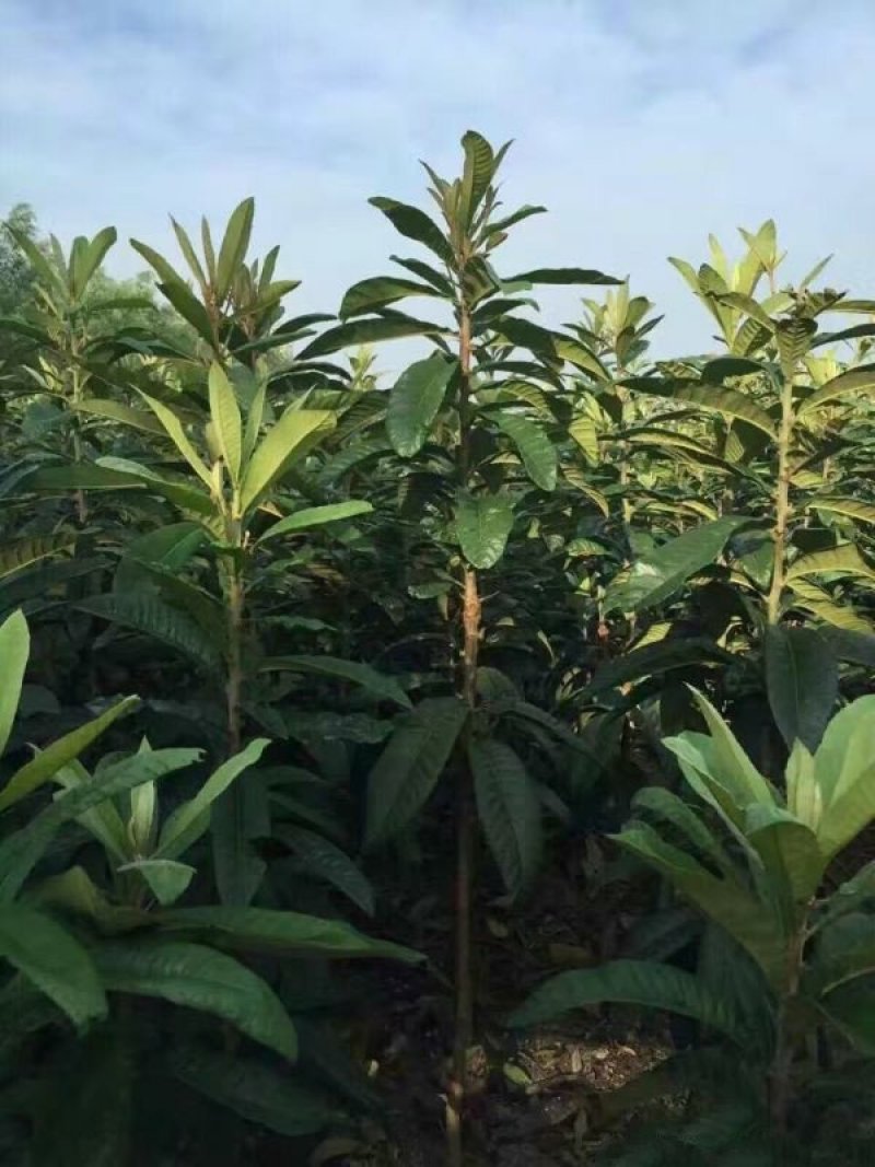 常年批发供应枇杷树价格优惠，沭阳枇杷树基地大量现货待售
