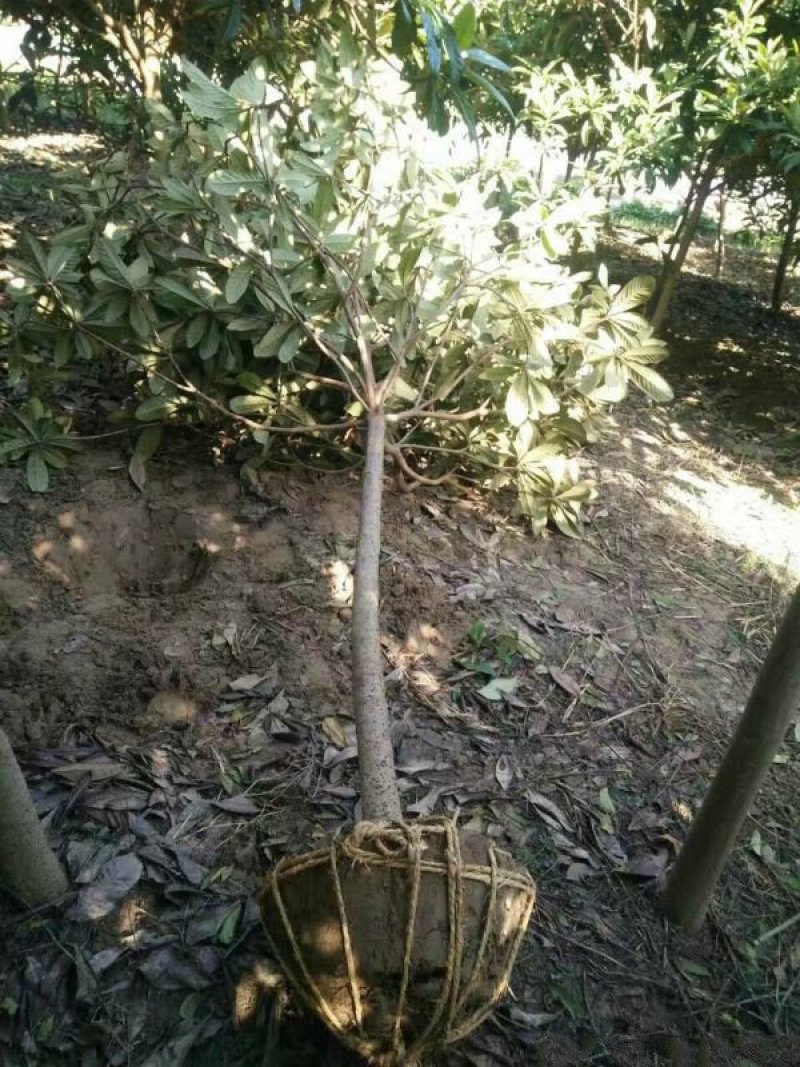 常年批发供应枇杷树价格优惠，沭阳枇杷树基地大量现货待售