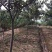 常年批发供应枇杷树价格优惠，沭阳枇杷树基地大量现货待售