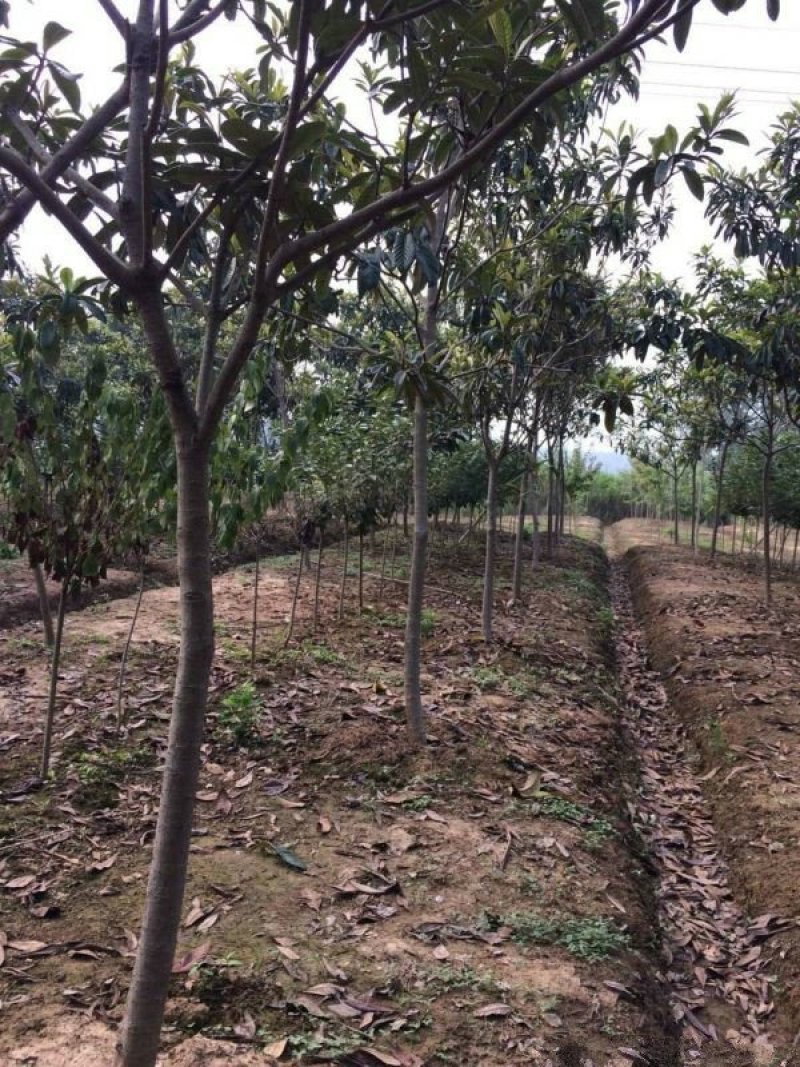 常年批发供应枇杷树价格优惠，沭阳枇杷树基地大量现货待售
