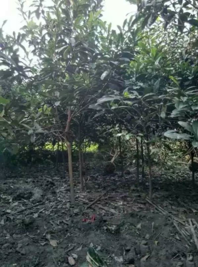 常年批发供应枇杷树价格优惠，沭阳枇杷树基地大量现货待售