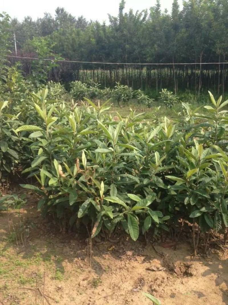 常年批发供应枇杷树价格优惠，沭阳枇杷树基地大量现货待售