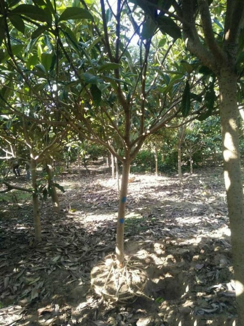 常年批发供应枇杷树价格优惠，沭阳枇杷树基地大量现货待售