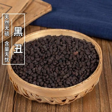 牵牛子黑白丑批发零售