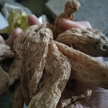 【咨询有惊喜】干天麻中药天麻欢迎老板咨询下单