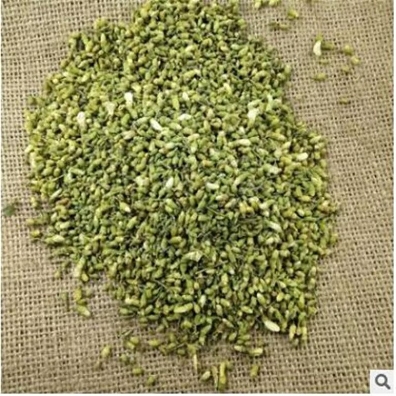 槐米可直接泡茶喝