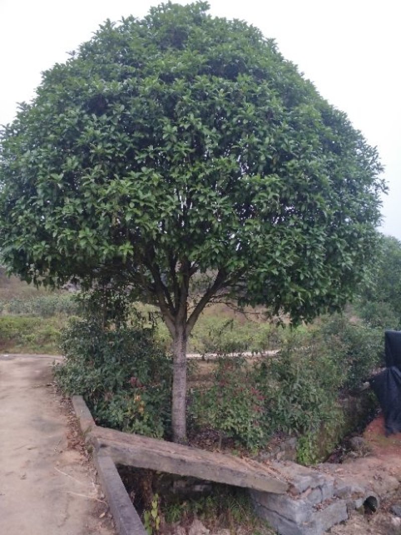 郴州市苏仙区清江花卉苗木草皮种植专业合作社