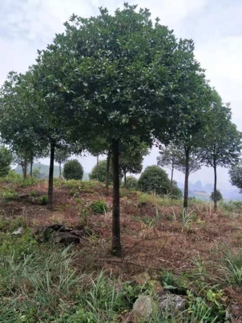 郴州市苏仙区清江花卉苗木草皮种植专业合作社