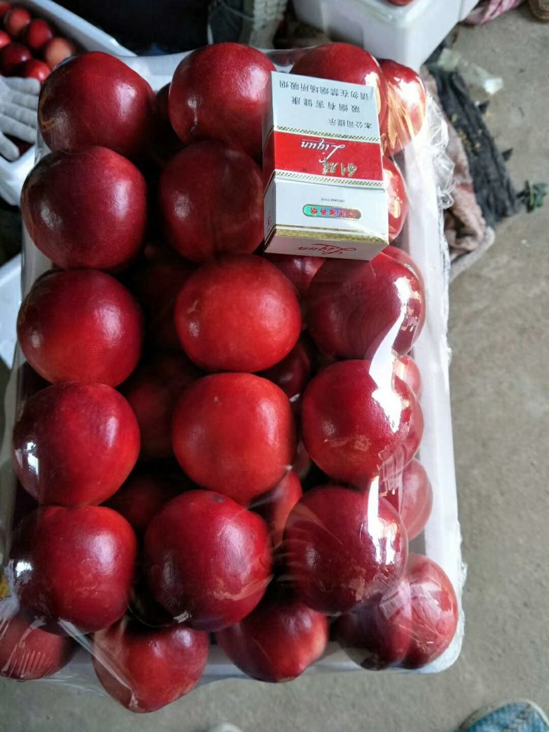 秦皇岛卢龙精品大黄油大量上市，颜色好，口感甜。