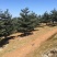 五针松树，九江诚信苗木欢迎全国各地老板来电咨询。