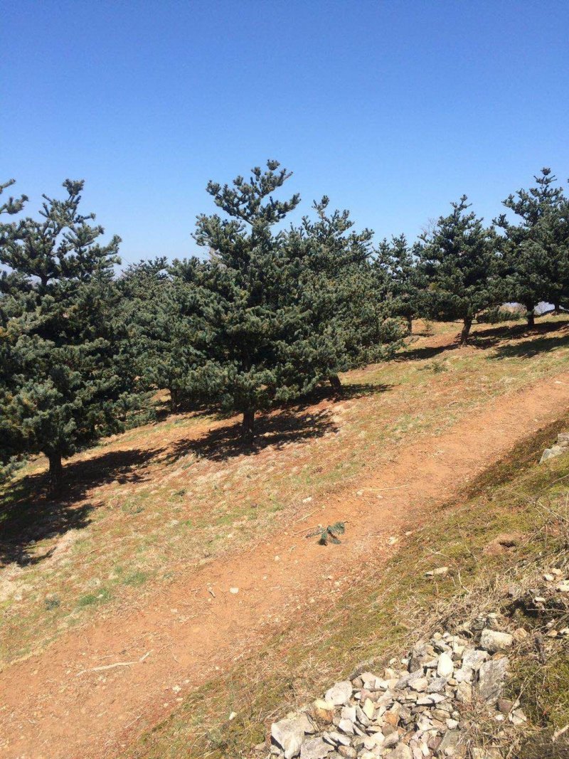 五针松树，九江诚信苗木欢迎全国各地老板来电咨询。