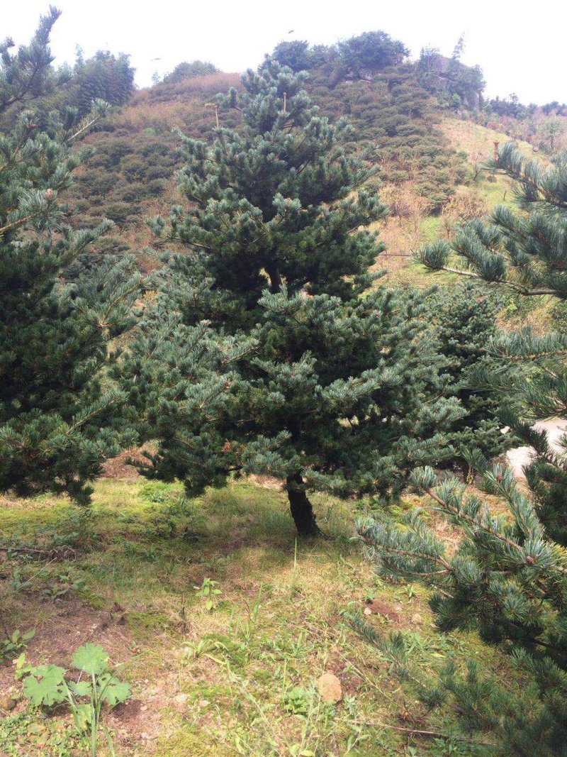 五针松树，九江诚信苗木欢迎全国各地老板来电咨询。