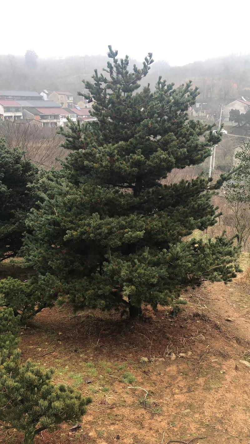 五针松树，九江诚信苗木欢迎全国各地老板来电咨询。