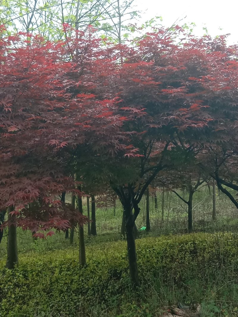 红枫树，九江诚信苗木欢迎全国各地老板来电咨询。