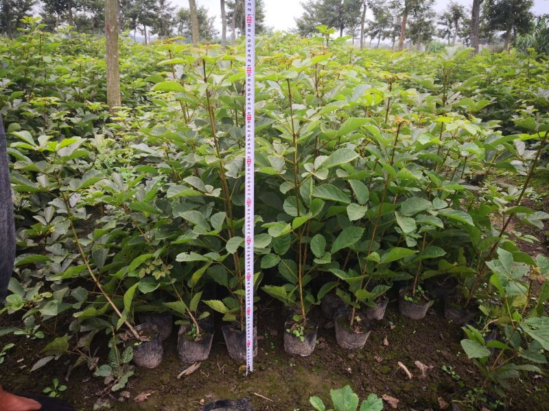 黄花枫林木多花