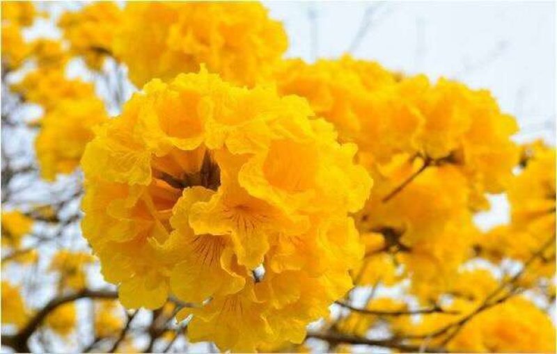 黄花枫林木多花