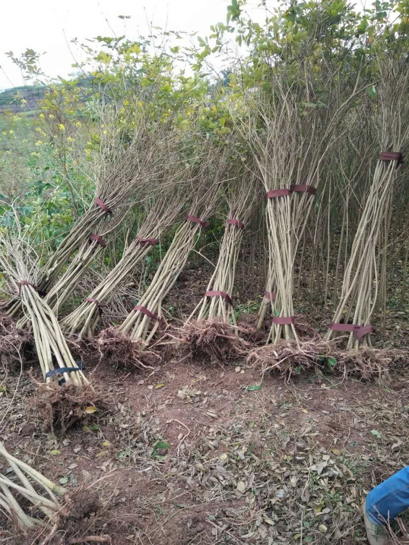 黄花枫林木多花