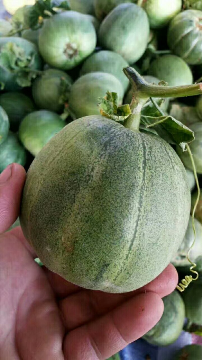甜瓜