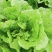 【推荐】精品意大利生菜质量保证，供货全国商超