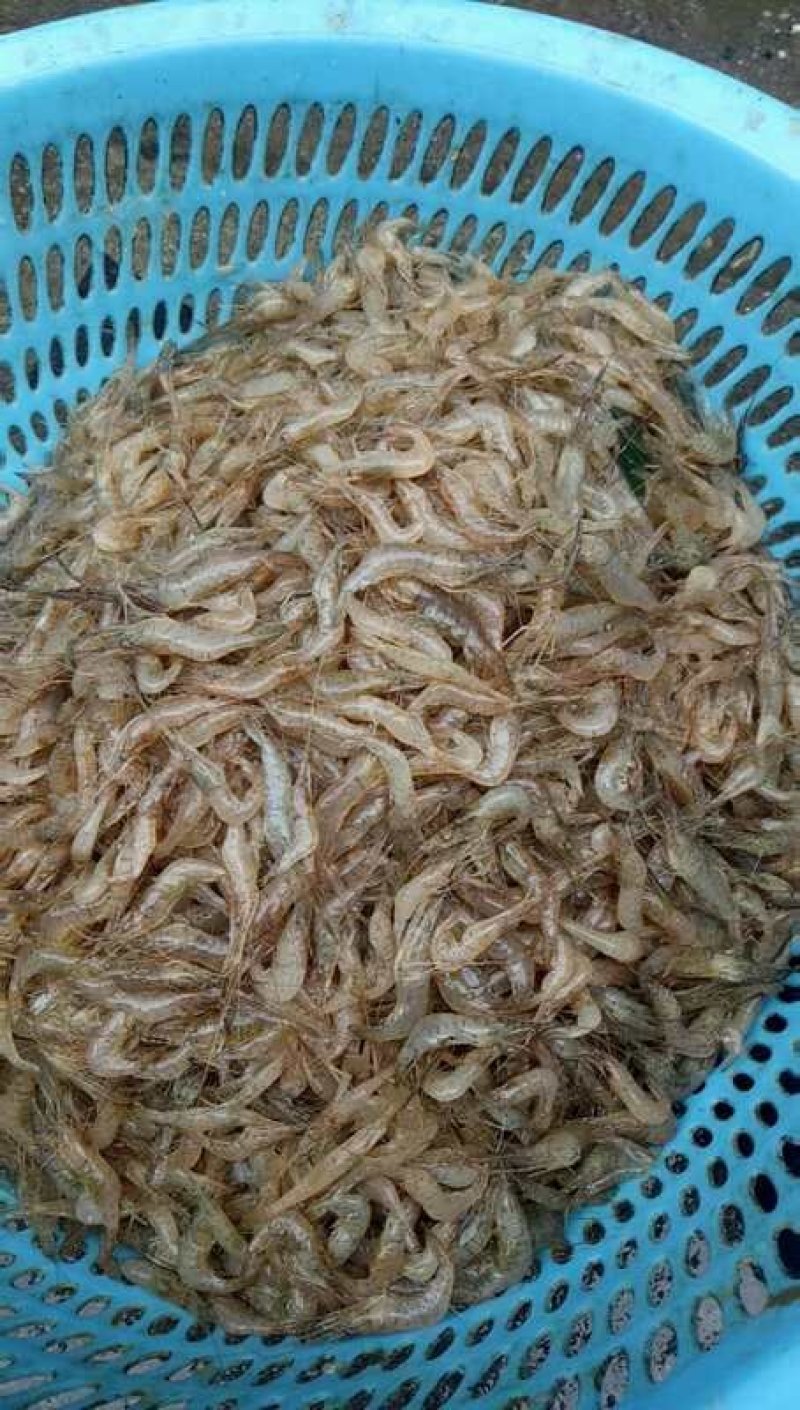 河虾。。小黄鱼