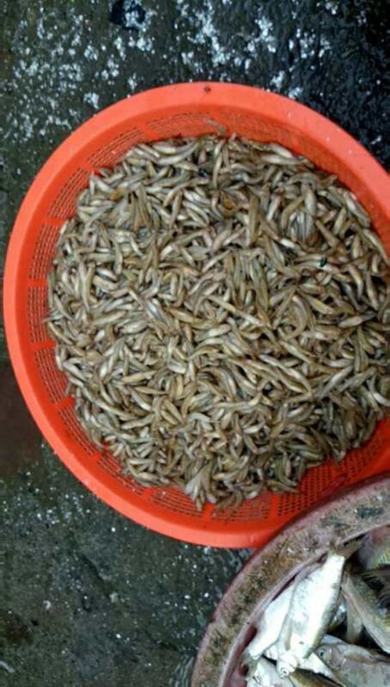 河虾。。小黄鱼