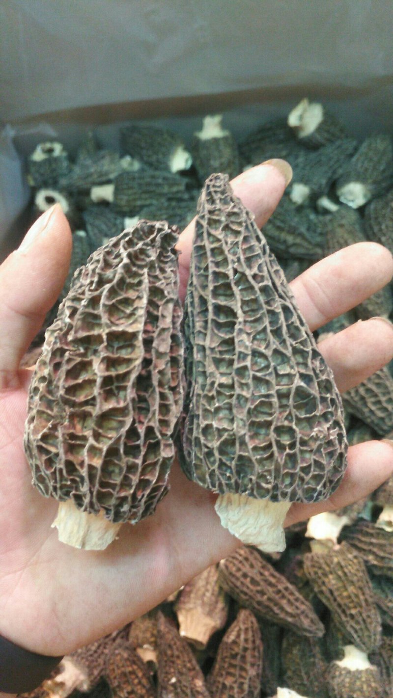羊肚菌
