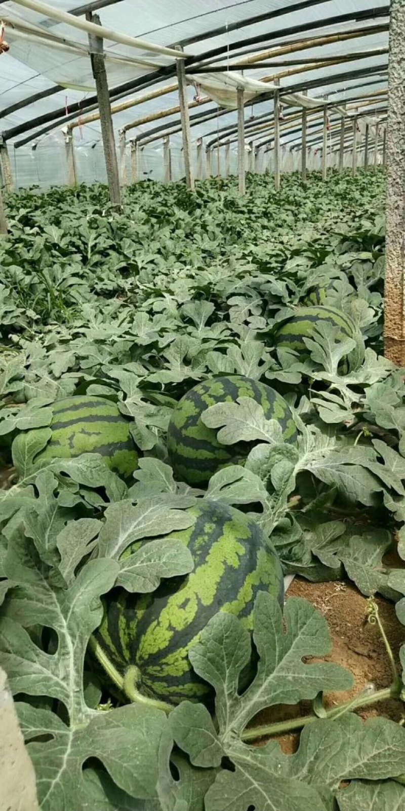 冬瓜芸豆黄瓜西瓜大量上市