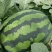 冬瓜芸豆黄瓜西瓜大量上市