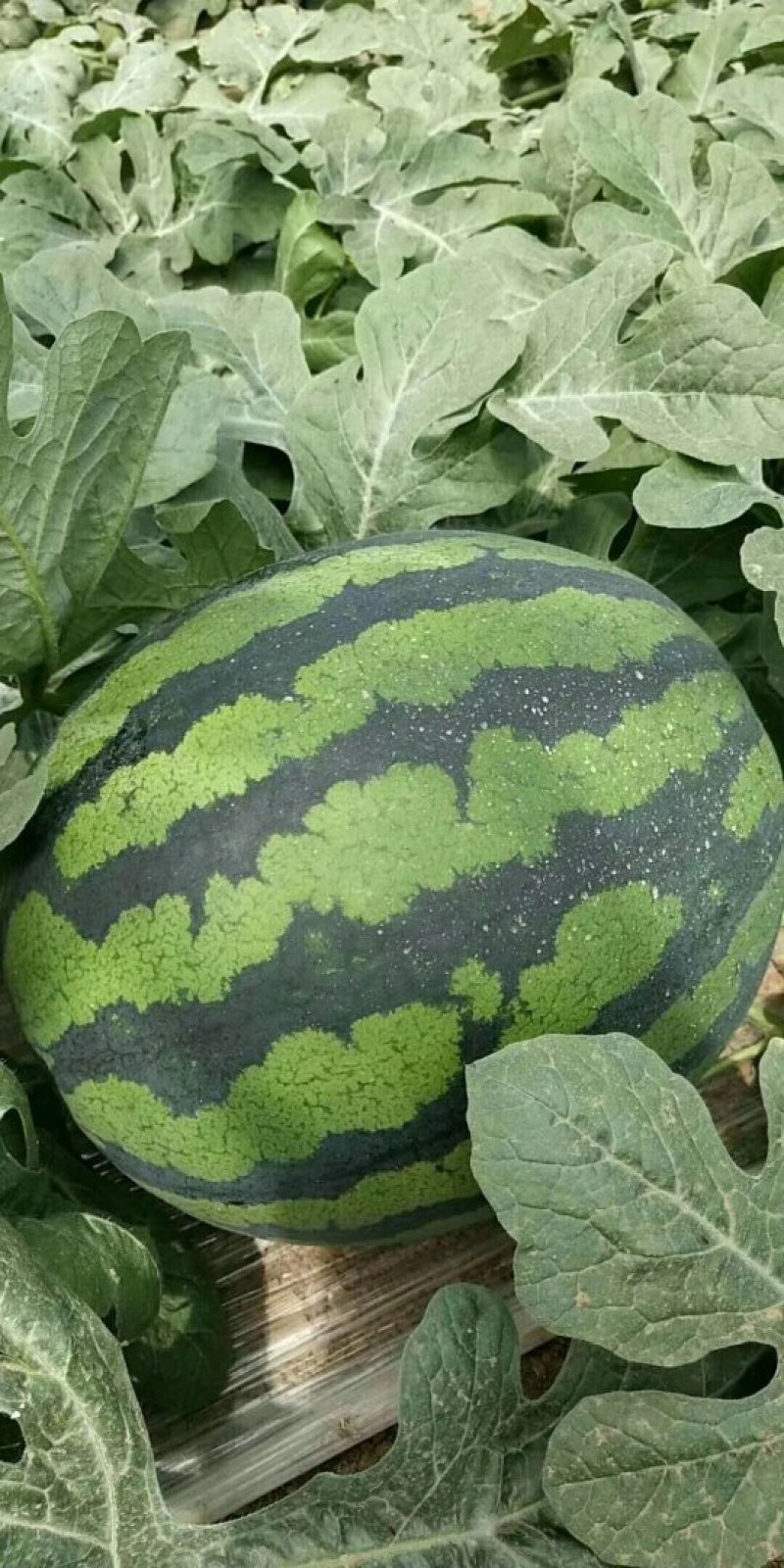 冬瓜芸豆黄瓜西瓜大量上市