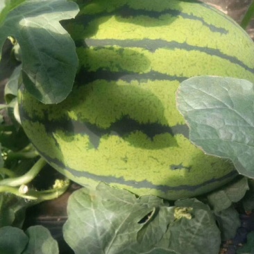 冬瓜芸豆黄瓜西瓜大量上市