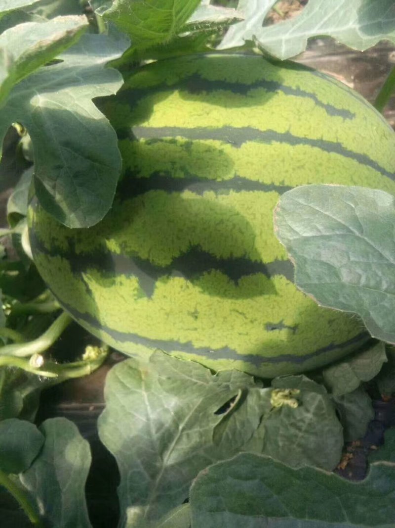 冬瓜芸豆黄瓜西瓜大量上市